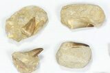 Lot: Large Mosasaur Teeth In Rock - Pieces #77100-2